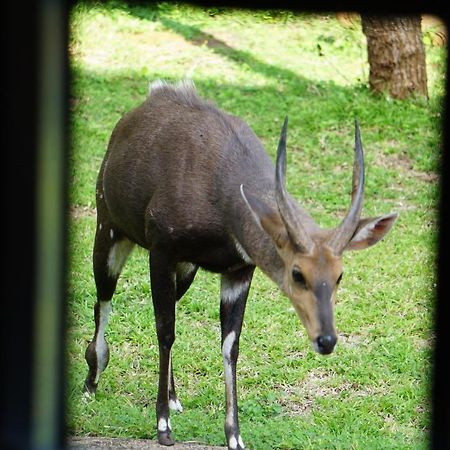Giraffe Plains Villa Marloth Park Ngoại thất bức ảnh