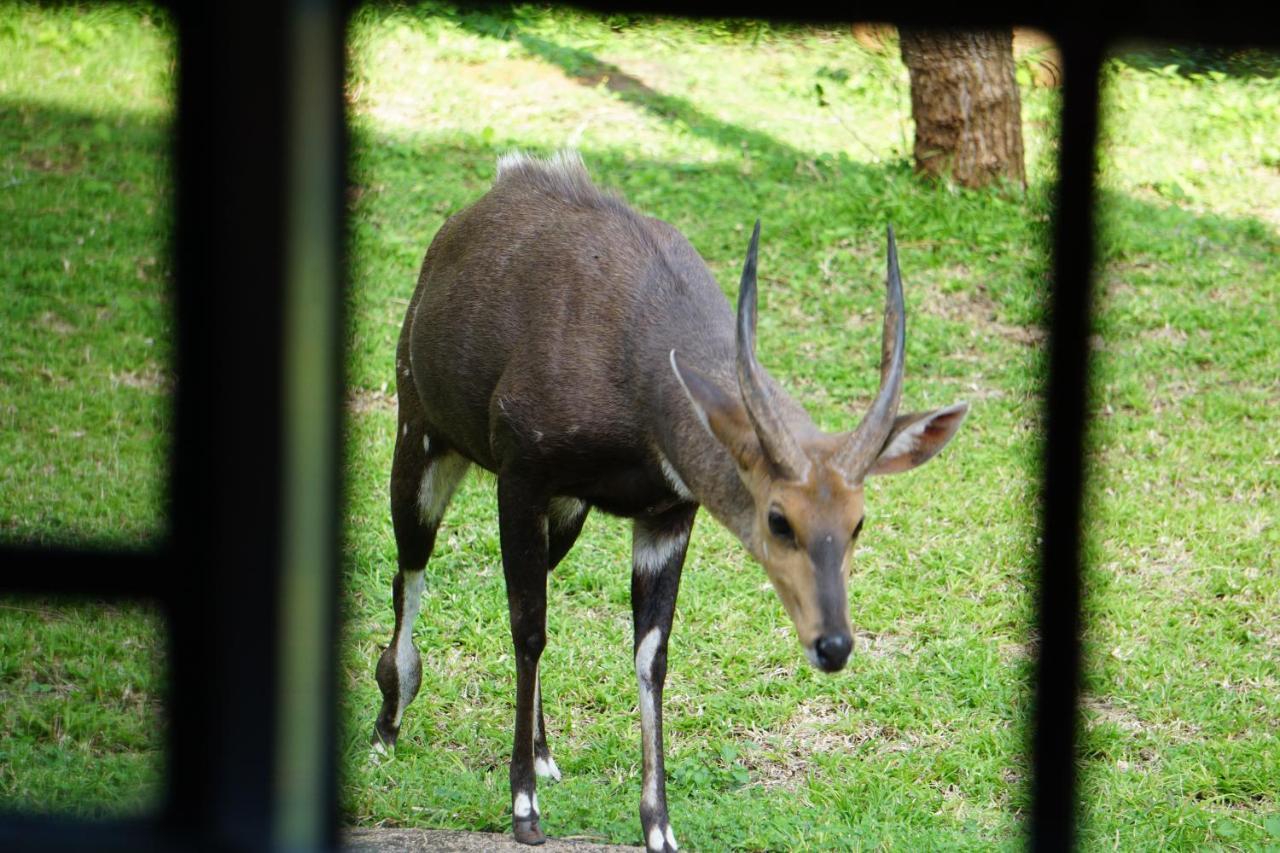 Giraffe Plains Villa Marloth Park Ngoại thất bức ảnh